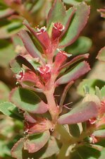 Euphorbia serpyllifolia Leaf